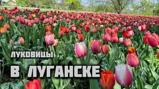 Тюльпаны в Луганске. Луковица на выгонку