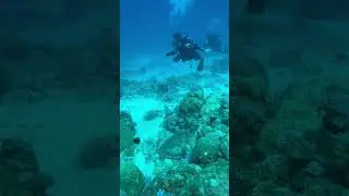 We are for Scuba 🙌🏼 Especially with our Turtle friends in Mauritius 🐢 Book with Travel Matters