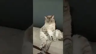 Кот отбывает свой срок