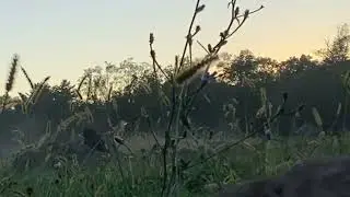 Vietnam Battle Lockport 2024 Foxhole View