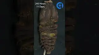 30 Days In 60 Seconds: Banana Twin Timelapse  #timelapse #timelapsevideo #banana #rotting
