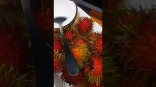 Jungle Diet