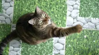 Playing with Cat In Slow Motion. #Animals #Cute #Dogs #Cats