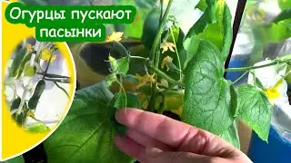 Огурцы начали пускать пасынки / Сняла первый огурец