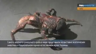 ПРОТОТИП ТАМАТОА МОАНА 2016 КОКОСОВЫЙ КРАБ TAMATOA REAL FROM MOANA 2016