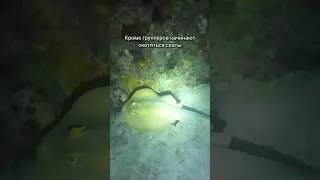 Ночная охота групперов и скатов на дайвинге в Таиланде на острове Ко Тао #дайвинг #таиланд