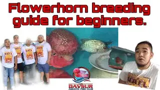 Flowerhorn breeding guide for beginners (tagalog with english sub) Part 1