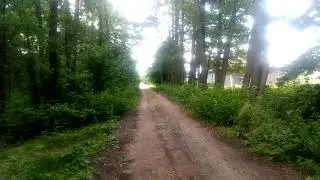 Ptaki leśne 2
