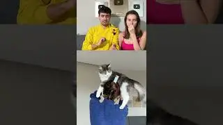 Cat Hat 🤣 [Reaction] 