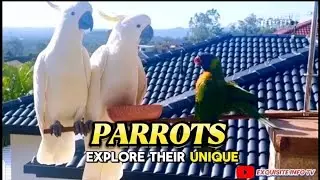 TALKING PARROTS AND THEIR SURPRISING INTELLIGENCE!.
