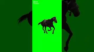 horse running 