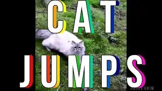 Cat Jumps