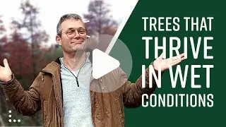 Trees that thrive in wet conditions - Tree vlog #40