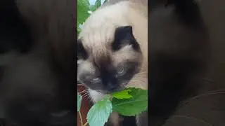 Кошки не хищники