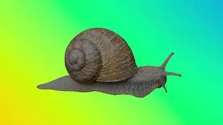 Can You Guess the Animal Quiz#5  Guess the Animals Shadow  Animal Quiz Guessing Game