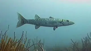 Poseidon Dive Center Diving in Taganga