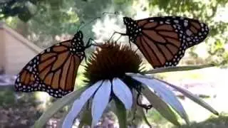 Monarch Butterfly Brothers Rest On Echinacea purpura blossom On Morning Of Release
