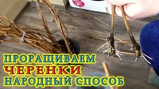 Проращивание черенков винограда | Народный способ