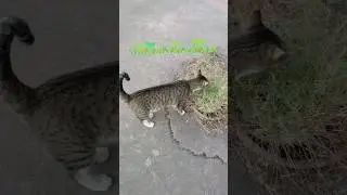Happy Birthday 🎉🍰#cat #shorts #viral #trending
