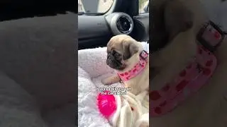 The day we picked up Loulou’s little SISTER! 🐶🎀 