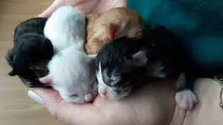 ❎ Не прикармливайте чужих Кошек