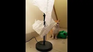 30 Photos of Funny cats that do not play by the rules