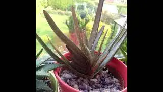 Why does my aloe vera look purple? (Is it dying or disease)