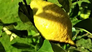 Citrus limon / Lemon