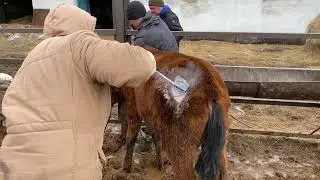 Азотпен танба басу.Тавро с азотом
