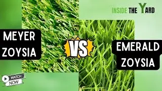 Quick Battlefield for Meyer Zoysia Vs Emerald Zoysia