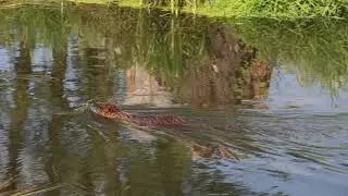Bobr na Švihově by mr. Invekto I...