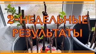 Что происходит с черенками винограда!