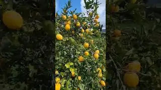 Come check out my vege garden/ home orchard
