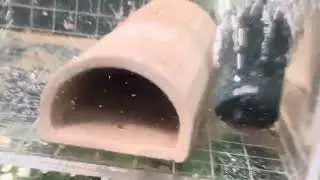 L046 zebra pleco spawning and its not good