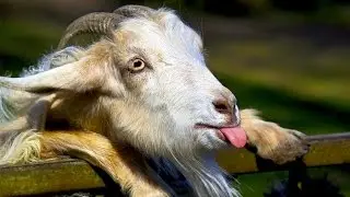 Feed goats clothing