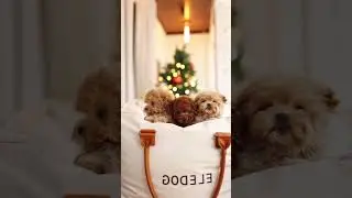 [Cute puppies]  These puppies have finally found a home. they eventually...#shorts #puppies #puppy
