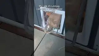 He is one smart rabbit! #fypシ