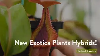New 'Exotica Plants' Hybrids!