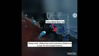 Правильная работа иммунных клеток 💪👍☝️
