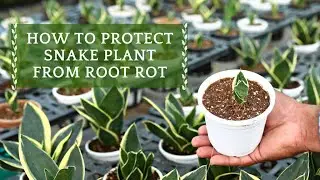How to Protect Your Snake Plants From Root Rot & Care For Them