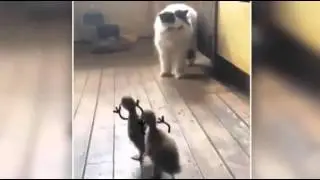 Прикол   Кошка бежит от маленьких утят