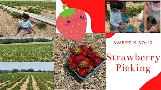 **STRAWBERRY PICKING **|| farm picking || 1 year old picking strawberries #strawberry-picking