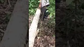 Making Lumber In The Philippines Part 2 #chainsaw #stihl  #philppines