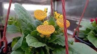 Я с вами! 👏 и вместе со мной моя теплица с цветами)))  🌺🌼🌸Весна!!!