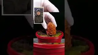 How to grow a tree from a pine cone