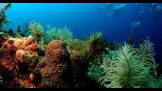 Life Aquatic Ringtone