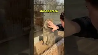 He did MAGIC on a MONKEY!! 🙉🧙🏻‍♂️