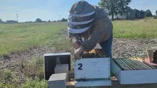 June Hive Inspection