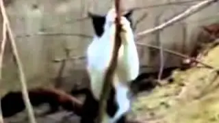 Кошка реально танцует стриптиз