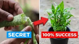 High Success Rate Growing Lucky Bamboo Plant Cuttings